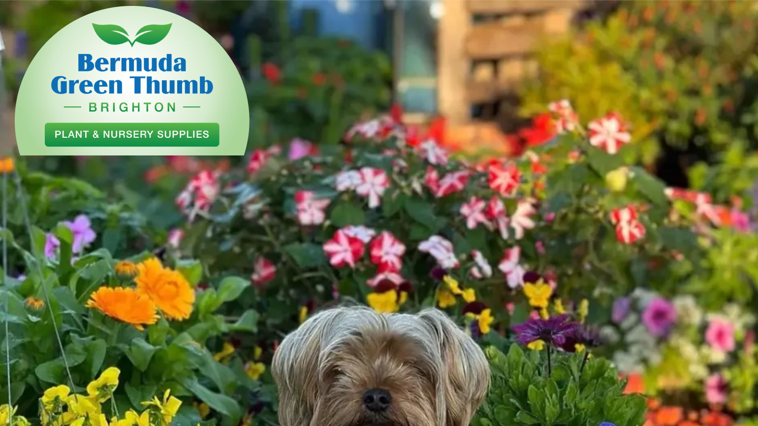 Life is better in the garden with Bermuda Green Thumb
